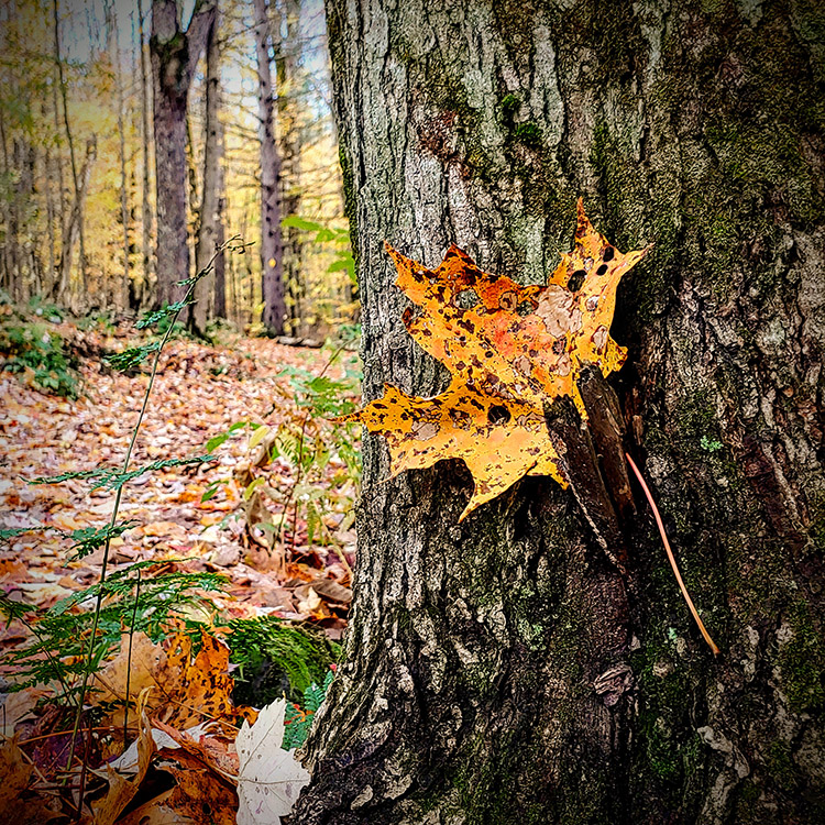 Lone Leaf